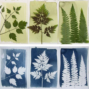 Botanopia - Le coffret Cyanotype